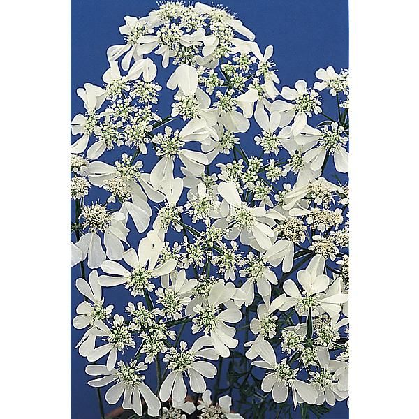 ORLAYA grandiflora WHITE FINCH