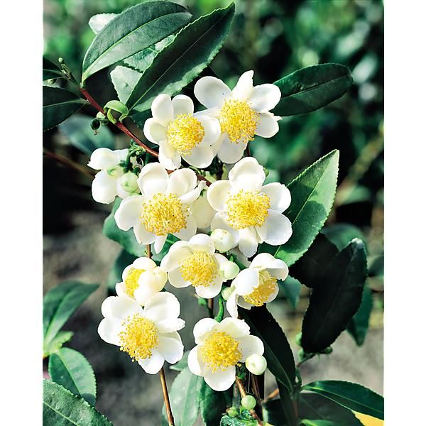 THÉIER (camellia sinensis)