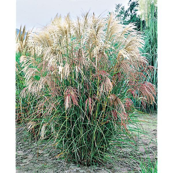 MISCANTHUS sinensis EARLY HYBRID