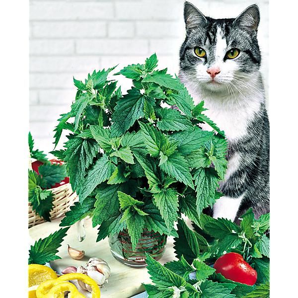CATAIRE pour CHATS (nepeta cataria)