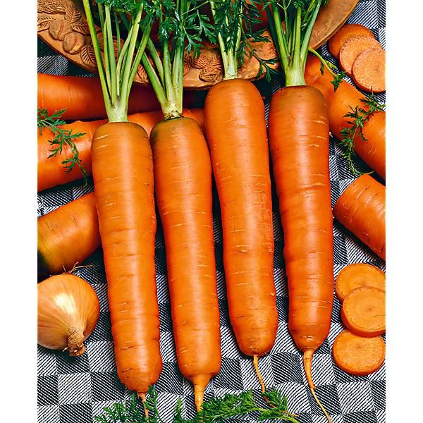CAROTTE ROUGE LONGUE OBTUSE SANS CŒUR ou carotte des Ardennes (Lange rote stumpfe ohne Herze 2 ou Berlicum 2)