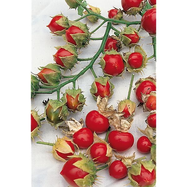 MORELLE de BALBIS (solanum sisymbrifolium) ou tomate litchi
