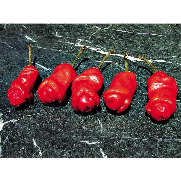 PIMENT PETER PEPPER RED