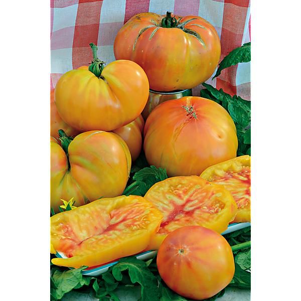 TOMATE SERENDIPITY STRIPED