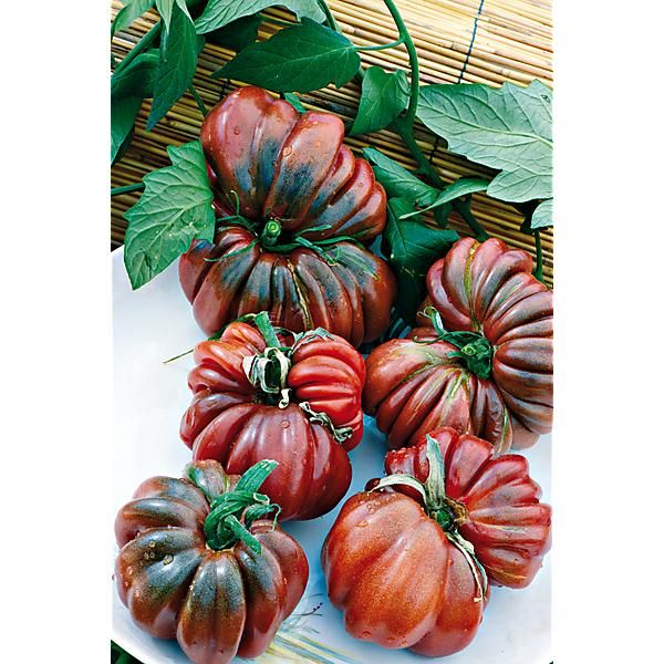 TOMATE BLACK FROM TULA