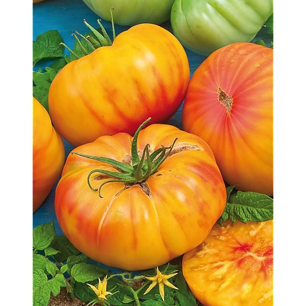 Comment obtenir des tomates extra sucrées dans son potager?