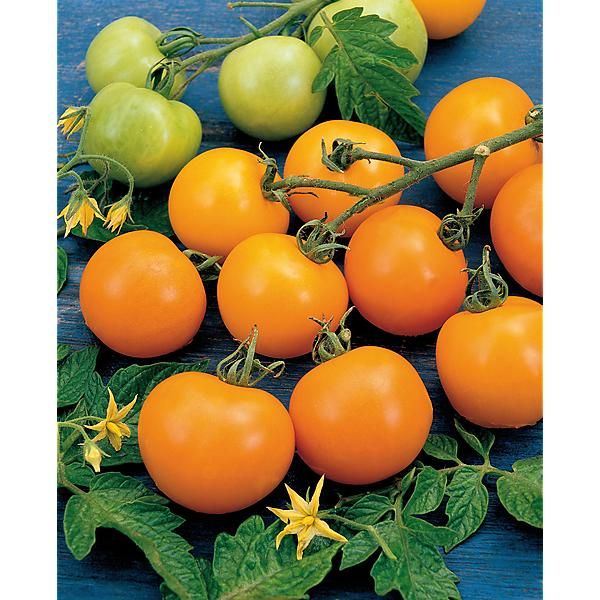 TOMATE F1 SUNGOLD