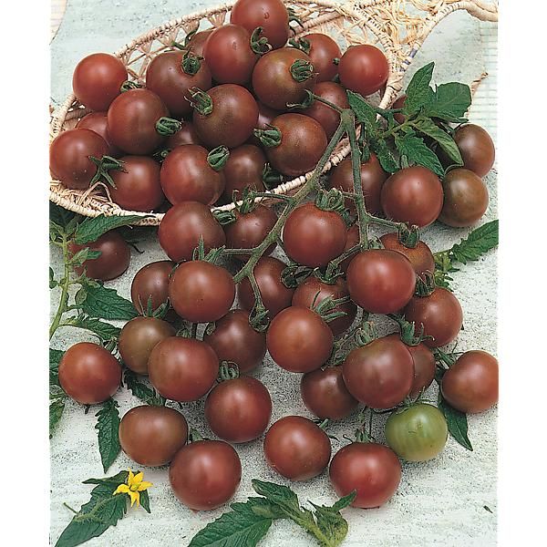 TOMATE BROWN BERRY