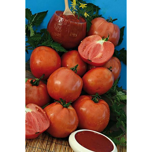 TOMATE F1 SUPERSAUCE