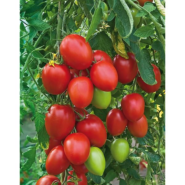 Tomate Italienne Pourpre
