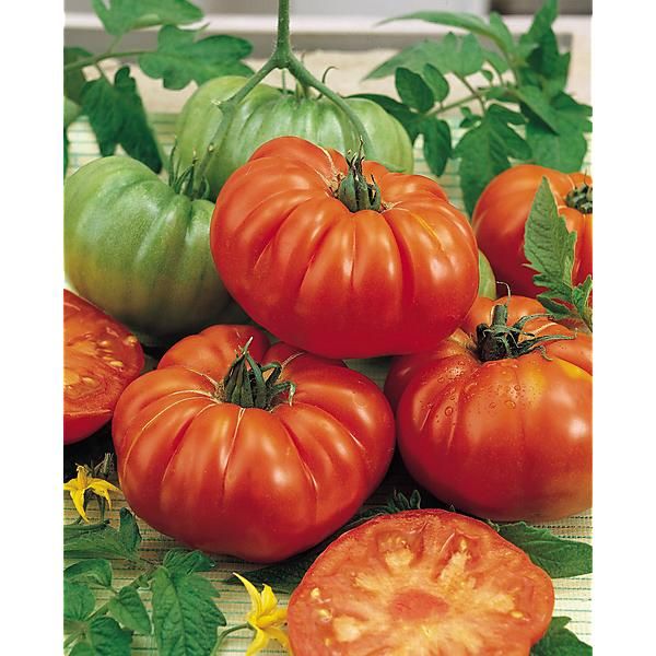 TOMATE F1 MARBONNE