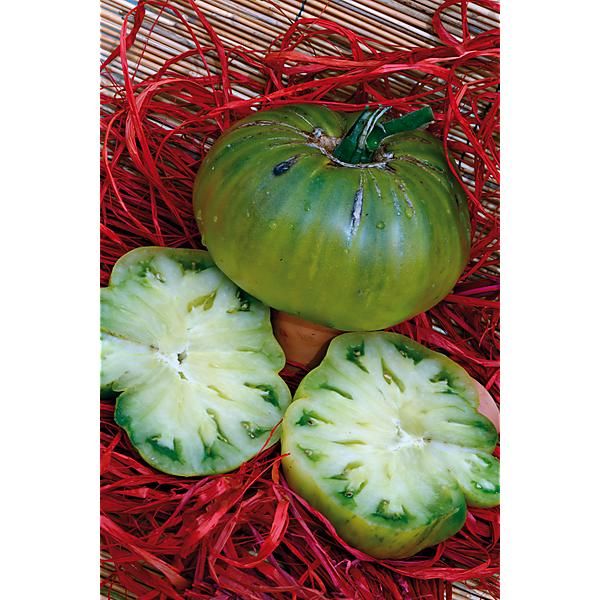 TOMATE GREEN GIANT