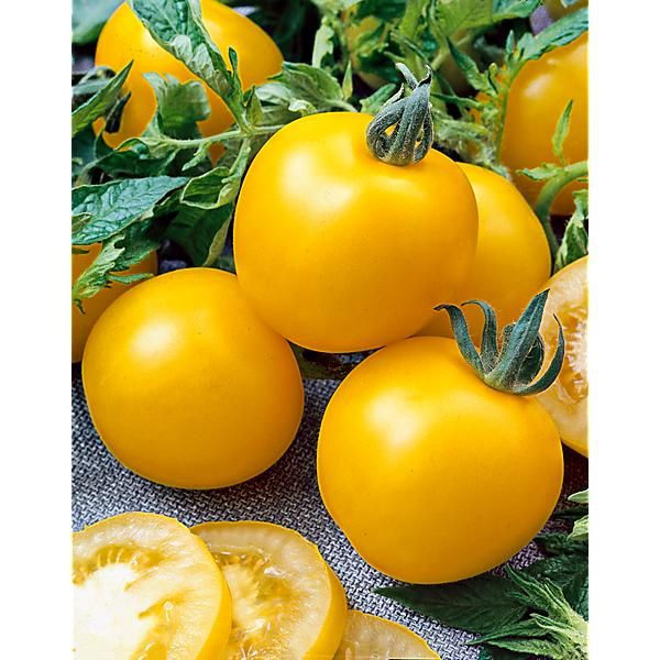 TOMATE F1 YELLOW GOLD