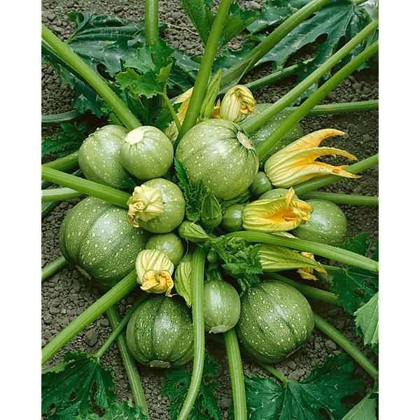 COURGETTE F1 GALILÉE