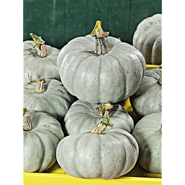 COURGE F1 GREY QUEEN