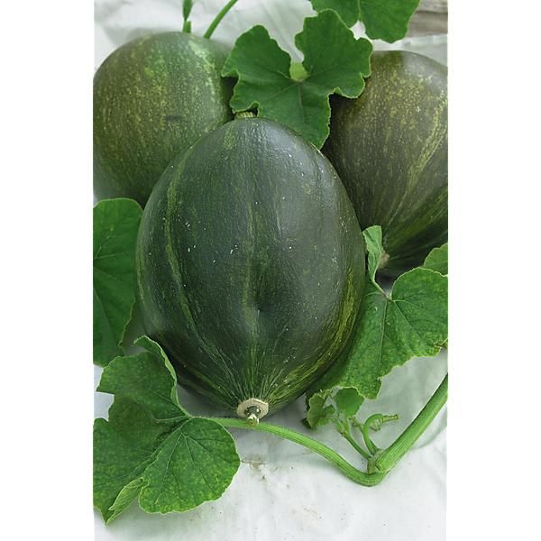 COURGE VERT OLIVE