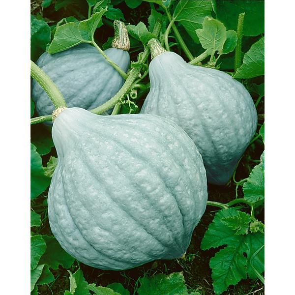 COURGE HUBBARD BABY BLUE