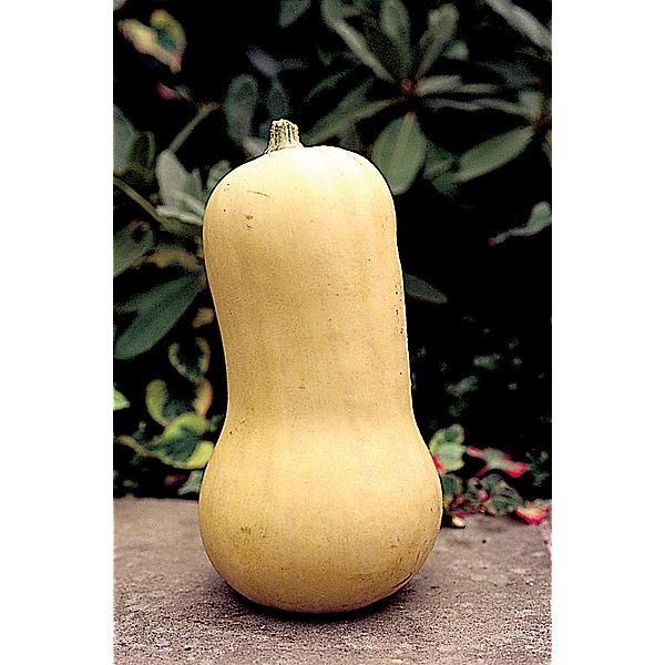 COURGE WALTHAM BUTTERNUT