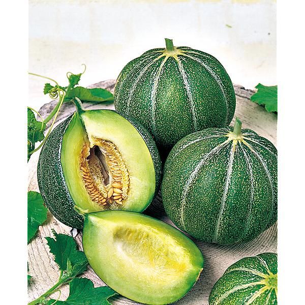 Melon Vert Grimpant Ou Vert à Rames - Graines Baumaux