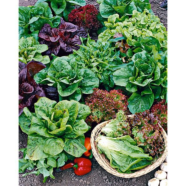 R'Garden, Engrais Organique Mixte Salade