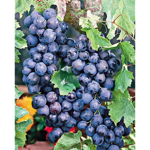 VIGNE ROBUSTAREBE® EARLY CAMPBELL