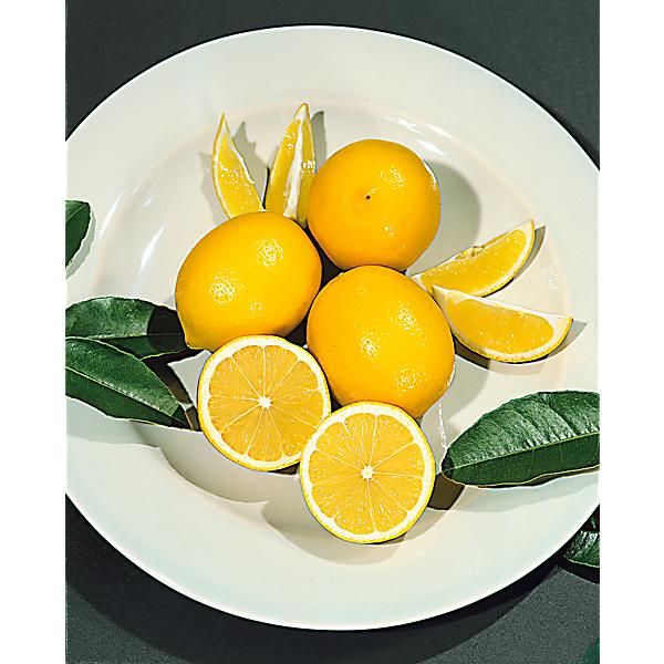 CITRONNIER MEYERI (citron limon meyeri)