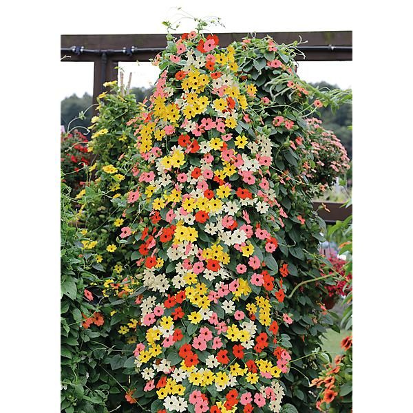 THUNBERGIA SUNNY SUSY® MIX