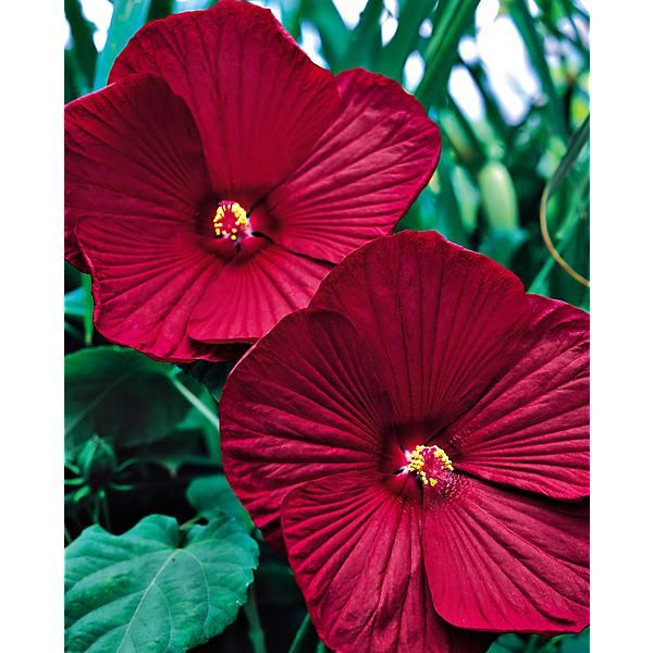 HIBISCUS F1 NIPPON RED