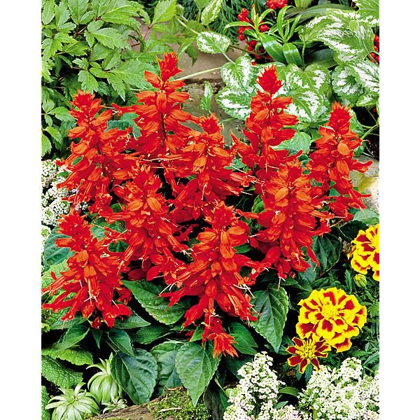 SAUGE sp. UNICA® RED