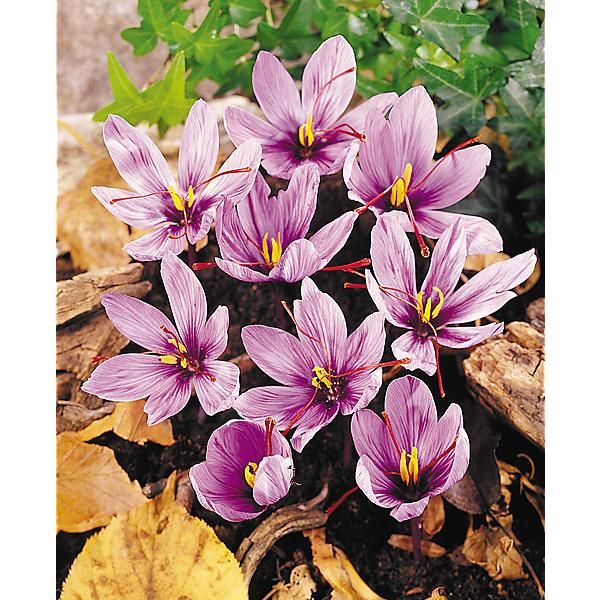 SAFRAN véritable (crocus sativus)