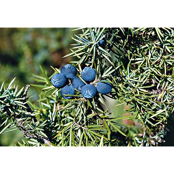 GENÉVRIER (juniperus communis meyer)