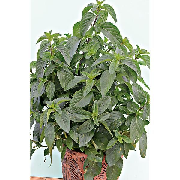 MENTHE BASILIC (m. spicata crispa)