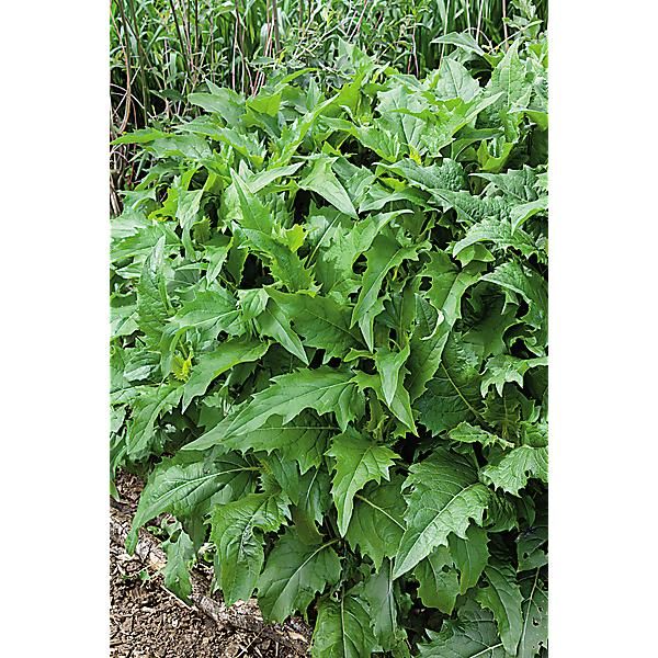SILPHIE (silphium perfoliatum)
