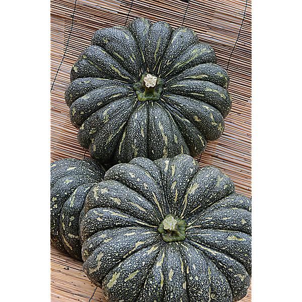 COURGE F1 MARVINNA