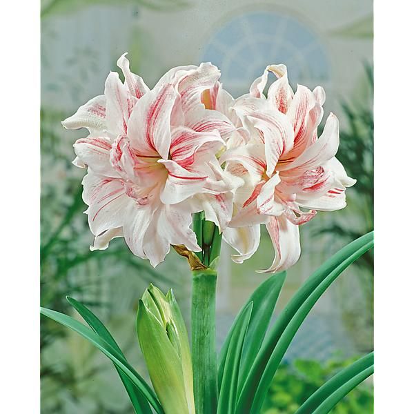 AMARYLLIS AQUARO