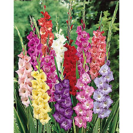 GLAÏEULS GRANDES FLEURS MIX