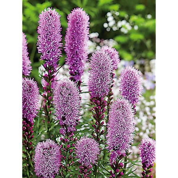 PLUME du KANSAS BLEUE (liatris spicata)