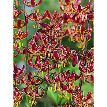 LIS martagon CLAUDE SHRIDE