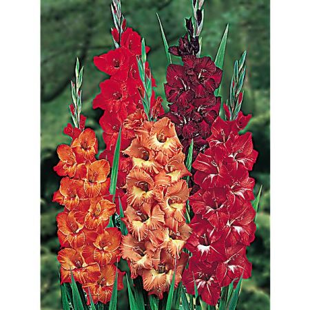 GLAÏEUL TONS ROUGES