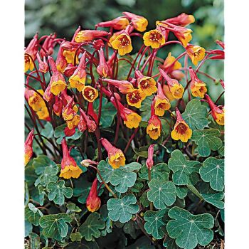 CAPUCINE tubéreuse KEN ASLET