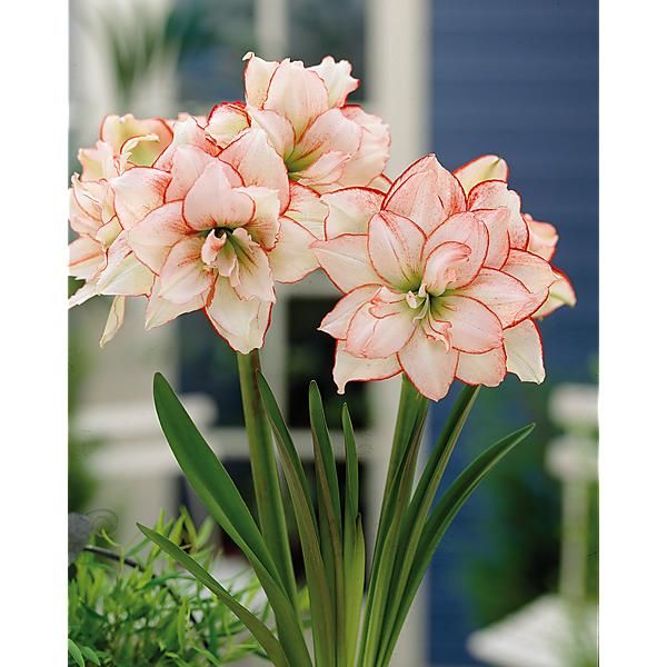 AMARYLLIS ELVAS