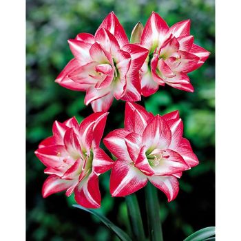 AMARYLLIS HAPPY NYMPH