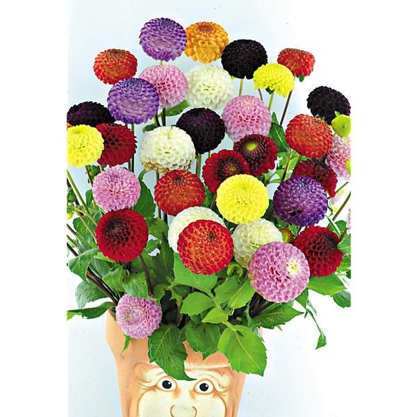 DAHLIAS LILLIPUTS MIXED