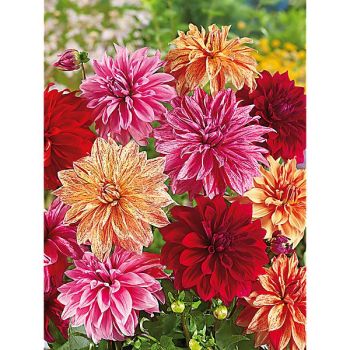 DAHLIA BABYLON MIX