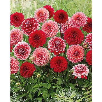 DAHLIA FUBUKI MIX