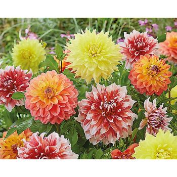 3 DAHLIAS DÉCORATIFS GÉANTS