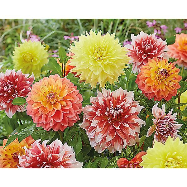 3 DAHLIAS DÉCORATIFS GÉANTS