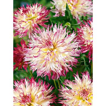 DAHLIA CAPROZ JOSEPHINE