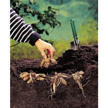 DAHLIA CAPROZ JOSEPHINE 2