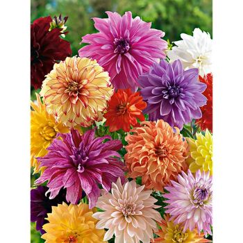 DAHLIA NOUVEAUX DÉCORATIFS MIX